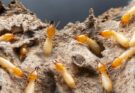 5 Early Signs of a Termite Infestation Every Homeowner in Wheat Ridge, Colorado, Should Know